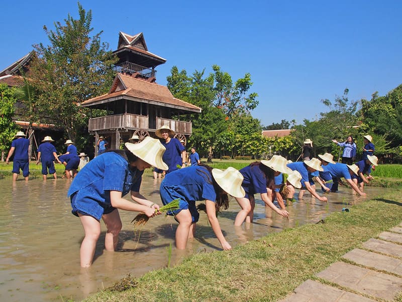 Activitiesดำนา ปลูกข้าว 